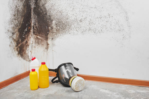 Best Mold Removal Near Me  in Grandview, WA