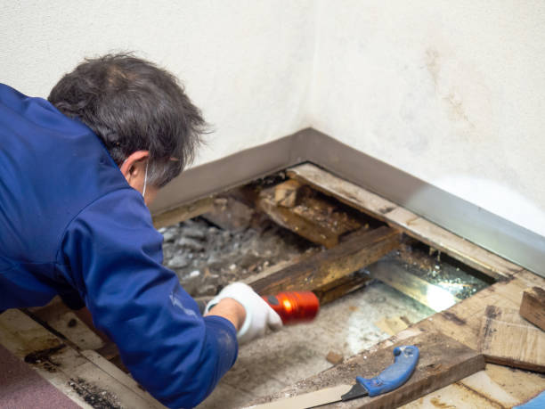 Best Certified Mold Removal  in Grandview, WA