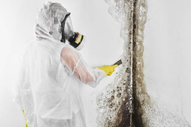Best Commercial Mold Removal  in Grandview, WA