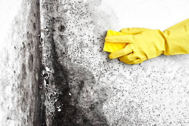 Best Toxic Mold Removal  in Grandview, WA