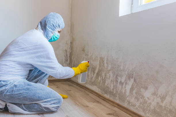 Mold Removal Process in Grandview, WA