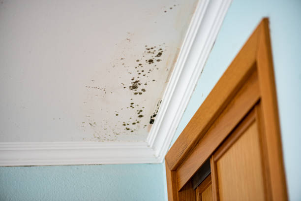 Best Mold Cleaning Services  in Grandview, WA