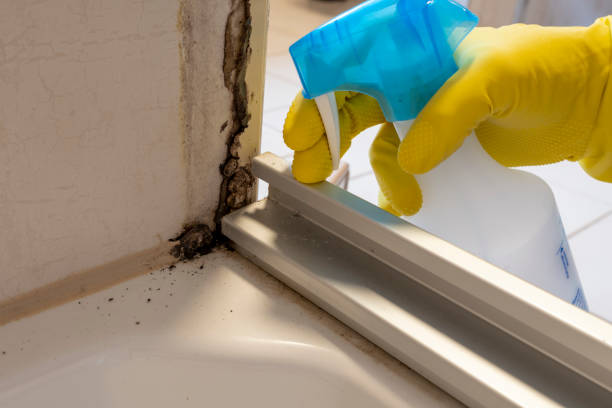 Office Mold Removal Services in Grandview, WA