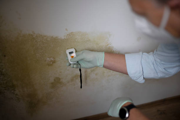 Best Toxic Mold Removal  in Grandview, WA