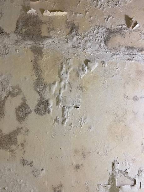 Mold Removal and Inspection in Grandview, WA