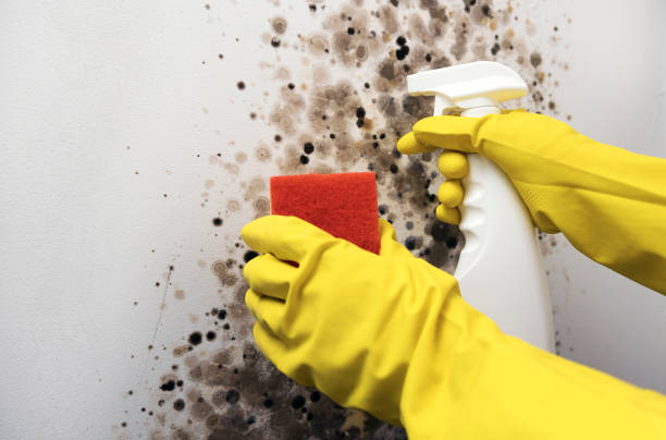 Best Mold Remediation  in Grandview, WA