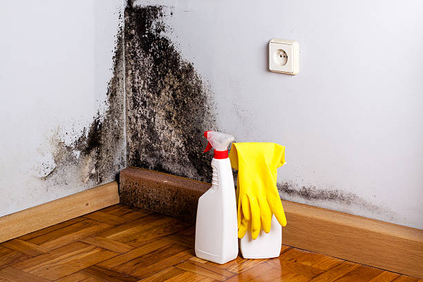 Best Residential Mold Removal  in Grandview, WA