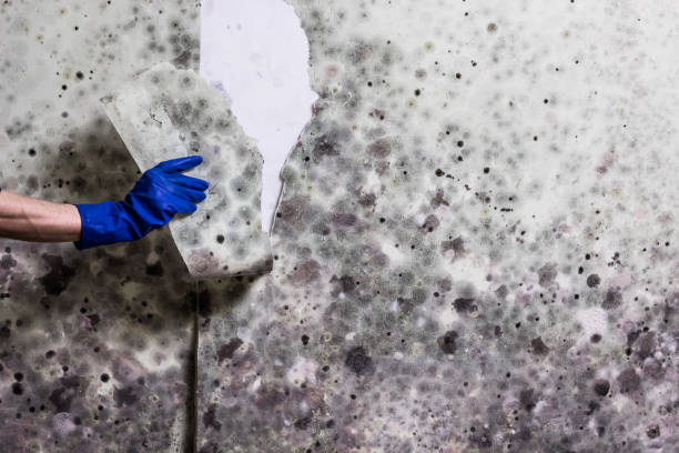 Best Fast Mold Removal  in Grandview, WA