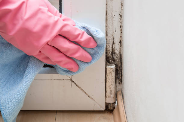Reliable Grandview, WA Mold Removal Solutions