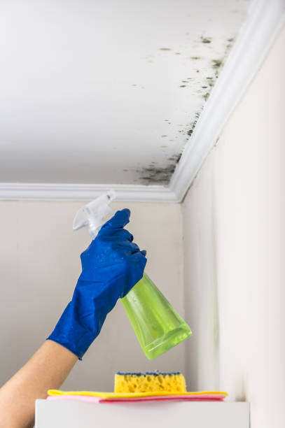 Best Best Mold Removal Companies  in Grandview, WA